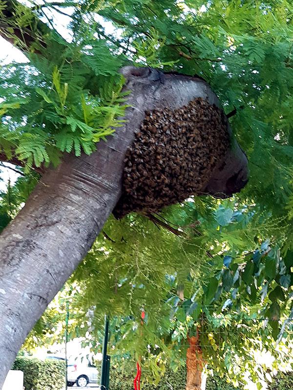 Un essain d'abeilles a fait escale sur le mimosa du potager
